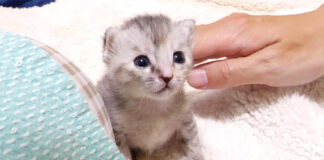 撫でられたい子猫