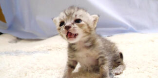 呼びかける子猫