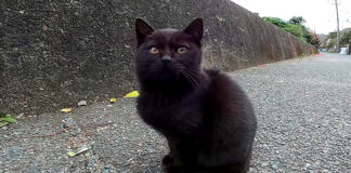 座る子猫