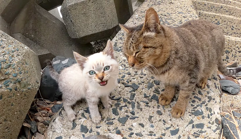 可愛い声で鳴く子猫が 海の岩場をチョロチョロと歩き回る様子にキュンとする エウレカねこ部