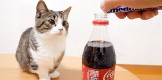 メントスコーラが気になる猫