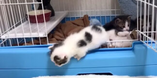 脱走する子猫