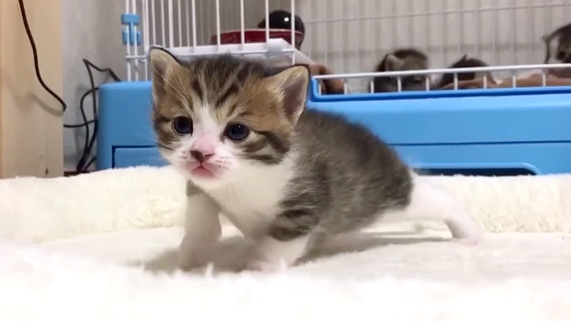 脱走する子猫