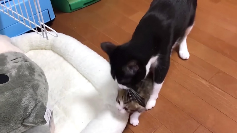 子猫を連れ戻そうとする母猫