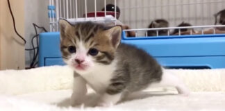 脱走癖のある子猫