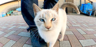 ディフェンスする猫