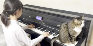 演奏が終わるのを待つ猫