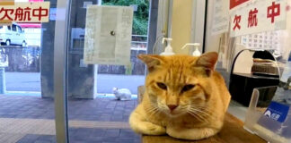 フェリー乗り場の猫