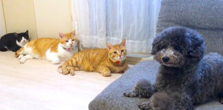 犬が気になる猫達