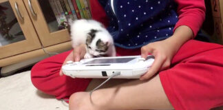 ゲームが気になる子猫