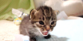 ご機嫌斜めな子猫