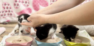 離乳食を食べる子猫達