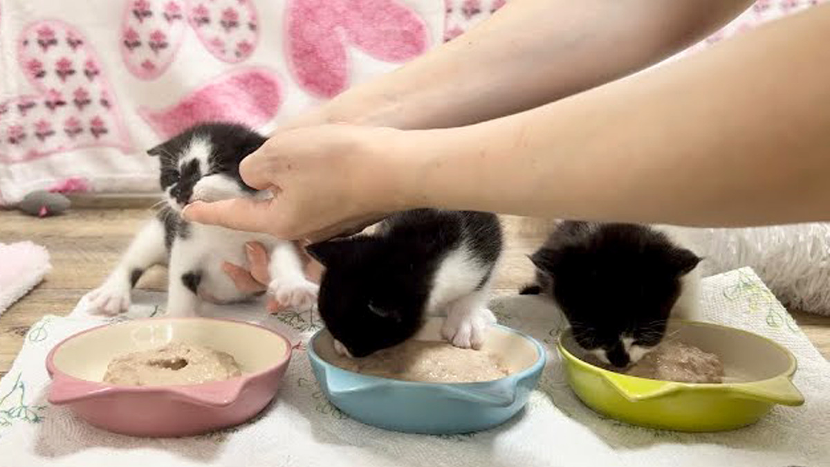 離乳食を食べる子猫達