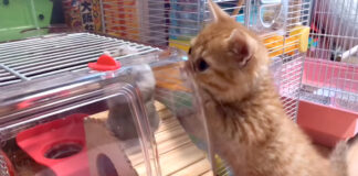 ハムスターと出会った子猫