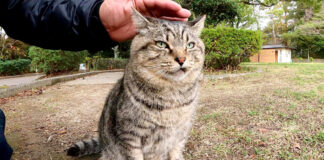 撫でられる猫