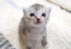 おねだりする子猫