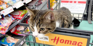 ホームセンターを楽しむ猫