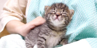 満足した子猫