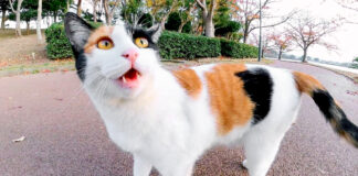 話し掛けてきた猫