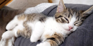 チラ見する子猫