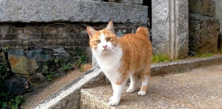 神社で出会った猫