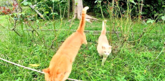 飛んでくる猫