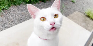 お話しする子猫