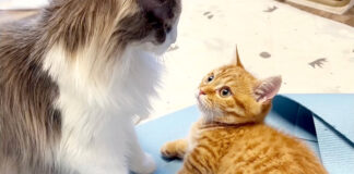 じゃれ合う子猫と先住猫