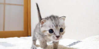 ミルクと勘違いした子猫