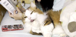 布団に入る猫