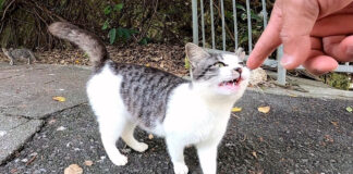 近づいてくる子猫