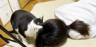 お姉ちゃんが気になる猫