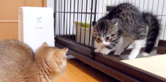 子猫達の初めての出会い