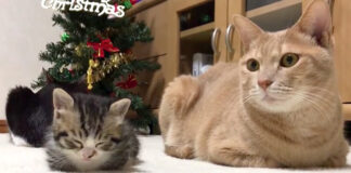 香箱座りをする子猫