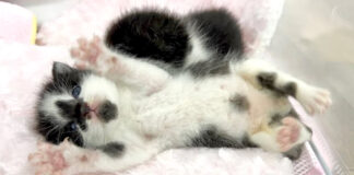 寝返りに苦戦する子猫