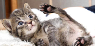 可愛いポーズの子猫