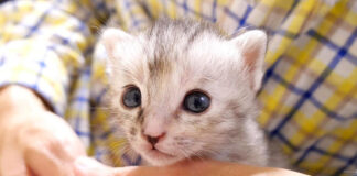 ミルク欲しさに捕まった子猫
