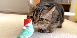 鳥が気になる猫