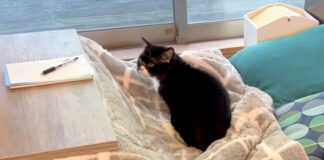 名前を呼ばれた猫