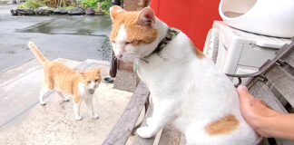 猫寺の猫