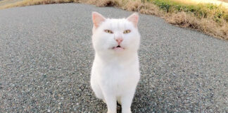 人懐っこい猫