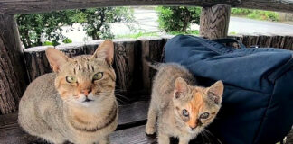 見つめてくる猫達