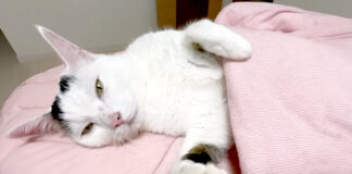 人間のように眠る猫