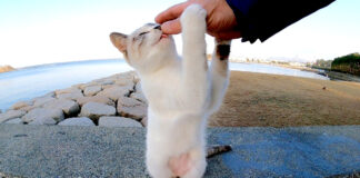 伸び上がる猫