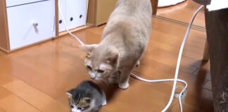 子猫を追う先住猫