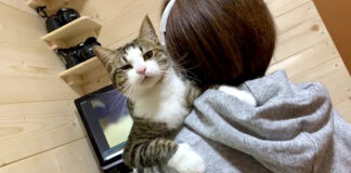 御構い無しの猫