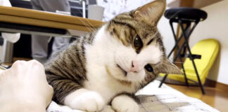 甘える猫