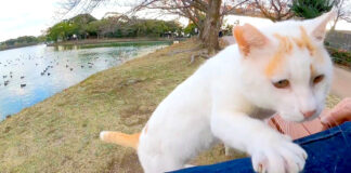 膝の上に戻ってくる猫