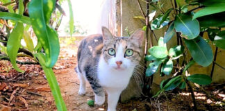 ドキドキしながら近づいてくる猫