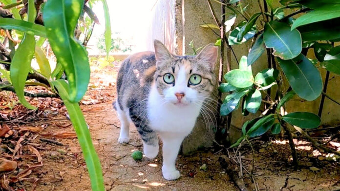 ドキドキしながら近づいてくる猫